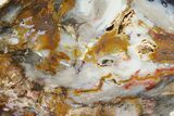 Colorful, Hubbard Basin Petrified Wood Slab - Nevada #180227-1